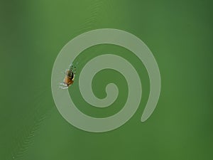 Small spider on a web