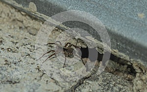 Small spider on white concrete wall