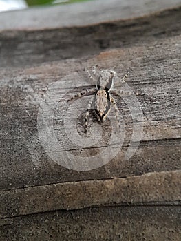 Small spider on wood.insects,animals,fauna macro photography