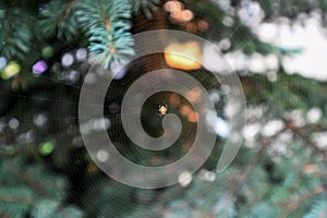 a small spider wove a web