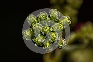 Small Spiderling Plant