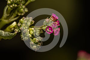 Small Spiderling Plant