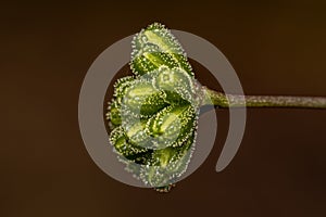 Small Spiderling Plant