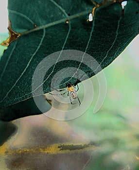 Small spiders are making spider webs