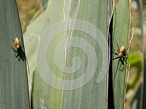 small spiders on a plant
