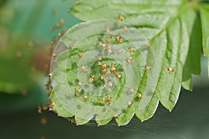 Small spiders in a spiderweb