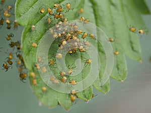 Small spiders in a spiderweb