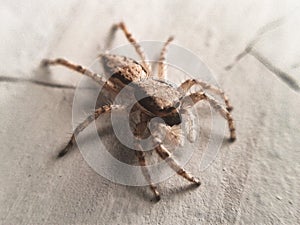 Small spiders that are usually attached to the wall of the house photo