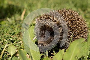 Hedgehog baby in the grass. Slovakia