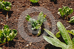 small spinach and lettuce plants