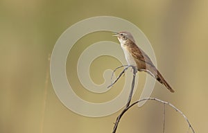 Small spinifex bird with beak open and copy space