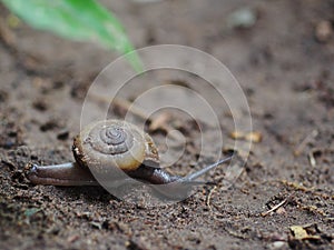 Small spiral curve shell of a snail on earth ground in garden creeping slowly and peacefully