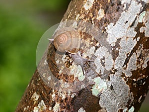 Small spiral curve shell of a snail, on a tropical tree