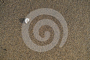 Small spiral shell on the sand.