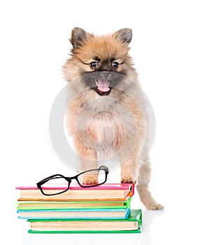 Small spitz dog with glasses and pile books. isolated on white