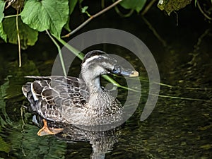 Small spot-billed duck family in a small river 1