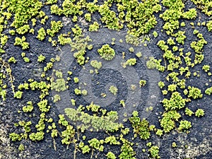 Small spots of green moss on dark stone surface