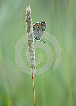 Small spotted butterfly on hay