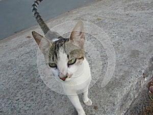 A small spotted cat on the city photo