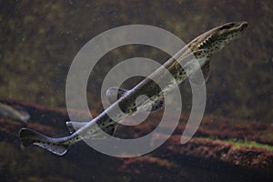 The small-spotted catshark Scyliorhinus canicula. photo