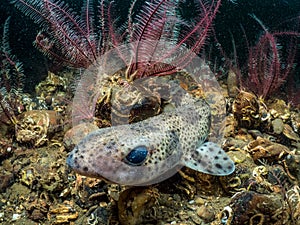 Small Spotted Catshark  photo