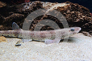 Small-spotted catshark