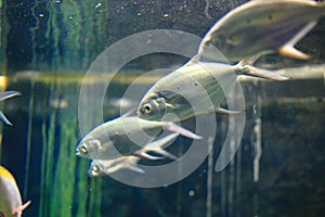 Small spotted dart fish