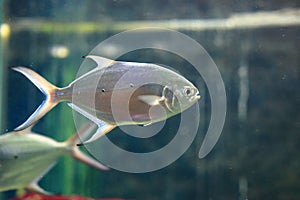 Small spotted dart fish