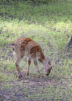 A small spotted fawn grazing in a clearing