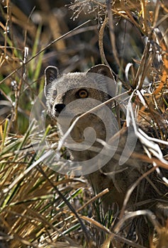 Small-Spotted Genet - Botswana photo