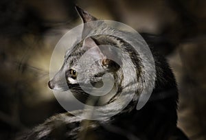 Small-spotted genet, G. genetta, in the dark forest, Etosha NP, Namibia, Africa. Night nature, detail portrait of beautiful animal