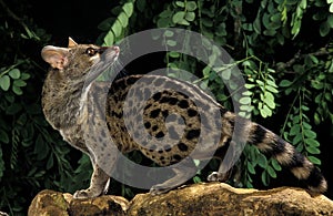 Small Spotted Genet, genetta genetta, Adult