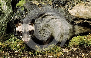 Small Spotted Genet, genetta genetta, Adult