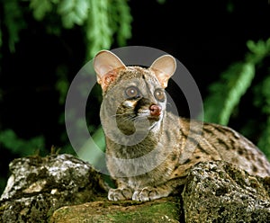 Small Spotted Genet, genetta genetta, Adult standing on Rocks