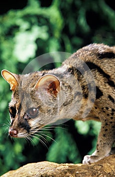 SMALL SPOTTED GENET genetta genetta, PORTRAIT OF ADULT