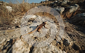 Small Spotted Lizard on Arid Ground