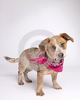 Small spotted mutt with short legs and hot pink bandana in the studio