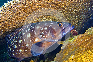 Small-spotted Rock Cod, South Ari Atoll, Maldives