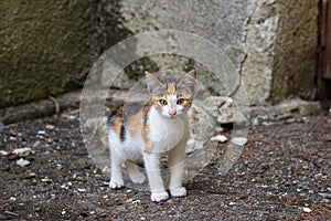 A small spotted stray kitten is standing on the ground strewn with dry pine needles near the concrete wall