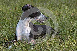 Small Spotty Greyhound Playing in Garden