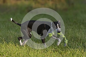 Small Spotty Greyhound Playing in Garden