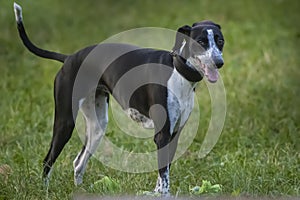 Small Spotty Greyhound Playing on Grass