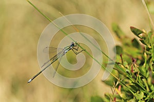 Small spreadwing damselfly