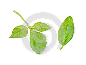 A small sprig of basil and basil leaf on a white isolated background. Top view.