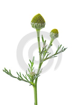 Small sprig  with  cone-shaped heads of tiny green flowers isolated on a white background. Pineappleweed Matricaria discoidea. S