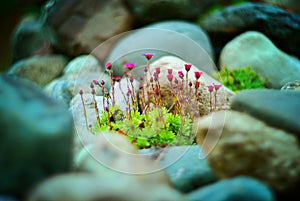 Small spring flowers botanical bouque