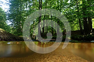 small spring forest river