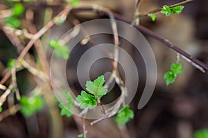 small spring leaves on twigs closeup selective focus