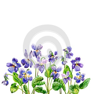 Purple spring flowers. A fragrant violets. Watercolor. photo