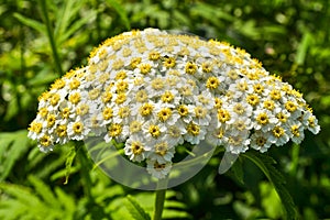 Small spring white flowers in one inflorescence. Are similar to a camomile